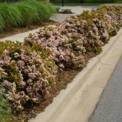 Pinkie Indian Hawthorn Shrub -Brighterblooms Shop Pink indian Hawthorn 5