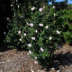 Pink Rose Of Sharon Althea Shrub -Brighterblooms Shop Pink rose of Sharon Althea Shrub 2 BB 3907566a 80a9 44e2 9424 a47e3f98117d