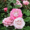 Pinkerbelle™ Rose 1 Pinkerbelle™ Rose -Brighterblooms Shop Pinkerbelle Rose BB 600x600 a45a19de d424 45f1 8704 7f41ceea113c