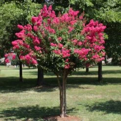 Pink Velour Crape Myrtle Tree -Brighterblooms Shop Pnk Velour Crape Myrtle 1 BB
