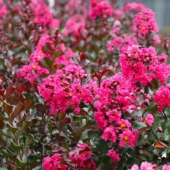 Pink Velour Crape Myrtle Tree -Brighterblooms Shop Pnk Velour Crape Myrtle 7 BB