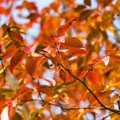 Pink Velour Crape Myrtle Tree -Brighterblooms Shop Pnk Velour Crape Myrtle 8