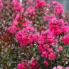 Pink Velour Crape Myrtle Tree -Brighterblooms Shop Pnk Velour Crape Myrtle BB 600x600 d3367a2e fdb0 4b44 810c 3f52a0ff5dcc