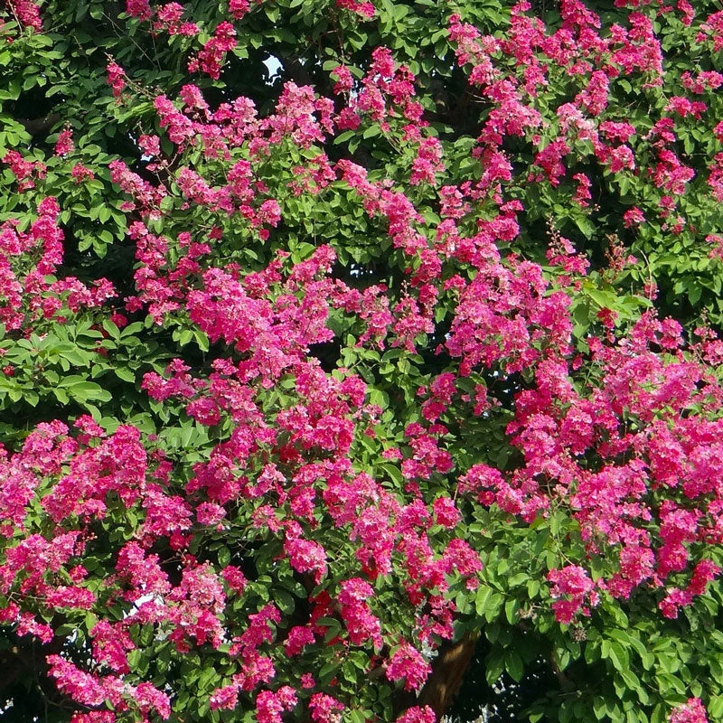 Pocomoke Crape Myrtle 4 Pocomoke Crape Myrtle - Image 2