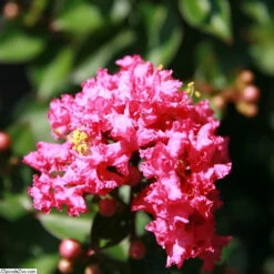 Pocomoke Crape Myrtle 7 Pocomoke Crape Myrtle -Brighterblooms Shop Pocomoke Crape Myrtle BB 800 D1