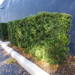 Yew Podocarpus -Brighterblooms Shop Podocarpus Yew 11 d9f178e1 eed5 4206 892a 9cdf402f5c1d