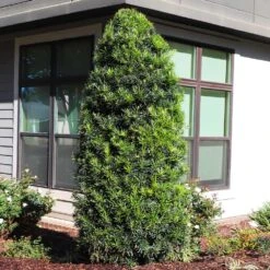 Yew Podocarpus Tree -Brighterblooms Shop Podocarpus Yew 12 BB