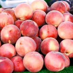 Polly Peach Tree -Brighterblooms Shop Polly Peach 3