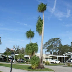 Ponytail Palm Tree -Brighterblooms Shop Ponytail Palm 4 BB