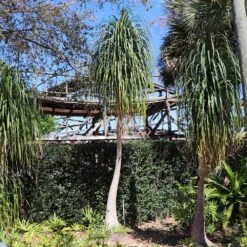 Ponytail Palm Tree -Brighterblooms Shop Ponytail Palm 6