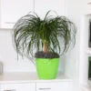 Ponytail Palm Tree -Brighterblooms Shop Ponytail Palm BB 600x600 55f3f470 aa43 4241 b9ea 9b94bae040fc