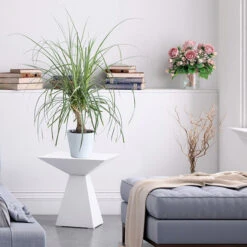 Ponytail Palm Tree -Brighterblooms Shop Ponytail Palm BB 600x600 68427662 d37a 45d3 8e21 8f0bfb090aa4