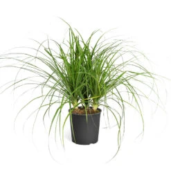Ponytail Palm Tree -Brighterblooms Shop Ponytail Palm standard pot