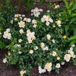 Popcorn Drift® Rose 7 Popcorn Drift® Rose -Brighterblooms Shop Popcorn Drift Rose 3