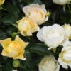 Popcorn Drift® Rose -Brighterblooms Shop Popcorn Drift Rose 600x600 ecec565b e9de 449a 9f9c 6e12583aa3b8