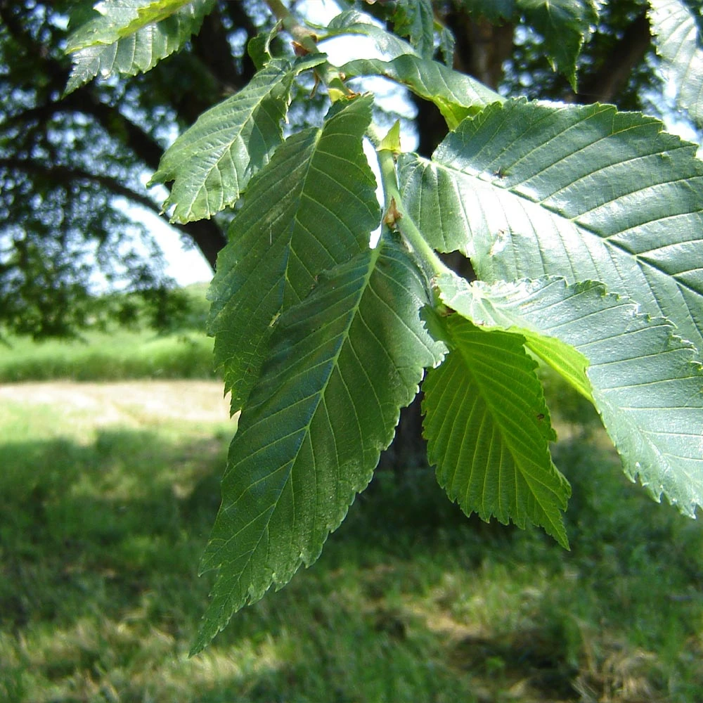 Prairie Expedition® Elm Tree 4 Prairie Expedition® Elm Tree - Image 2