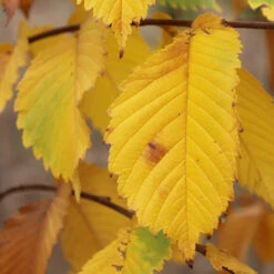 Prairie Expedition® Elm Tree 9 Prairie Expedition® Elm Tree -Brighterblooms Shop Prairie Expedition Elm 3