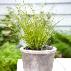 Prairie Fire Sedge -Brighterblooms Shop Prarie Fire Sedge 3