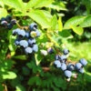 Premier Blueberry Bush -Brighterblooms Shop Premier Blueberry BB 600x600 ff2074c8 6317 478b b169 264861edaaba
