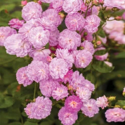 Pretty Polly® Lavender Rose 7 Pretty Polly® Lavender Rose -Brighterblooms Shop Pretty Polly Lavender 1 BB