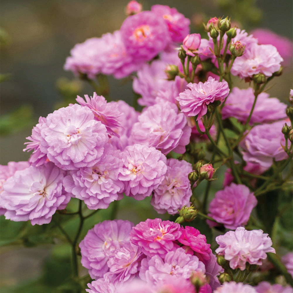 Pretty Polly® Lavender Rose 4 Pretty Polly® Lavender Rose - Image 2