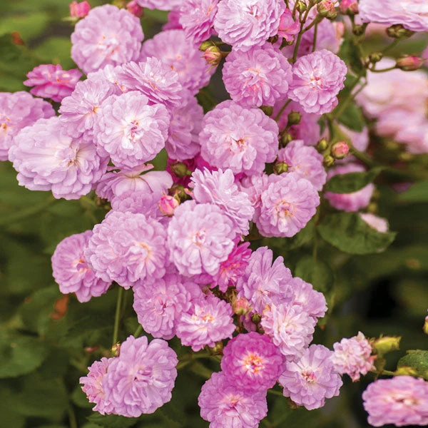 Pretty Polly® Lavender Rose 3 Pretty Polly® Lavender Rose