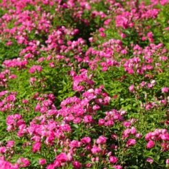 Pretty Polly® Pink Rose -Brighterblooms Shop Pretty Polly Pink 2 BB