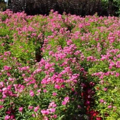 Pretty Polly® Pink Rose -Brighterblooms Shop Pretty Polly Pink 4 BB