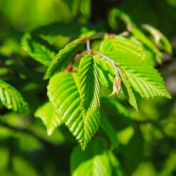 Princeton American Elm Tree -Brighterblooms Shop Princeon American Elm 5 BB