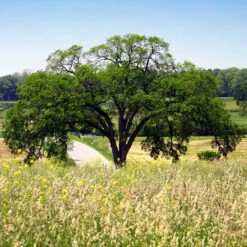 Princeton American Elm Tree -Brighterblooms Shop Princeton American Elm BB 600x600 f4549ba1 40c6 48e5 b514 bfbc411bb324