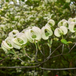Mexican Flowering Dogwood Tree -Brighterblooms Shop Pringle Mexican Dogwood 2