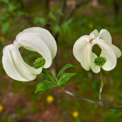 Mexican Flowering Dogwood Tree -Brighterblooms Shop Pringle Mexican Dogwood 3