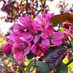 Profusion Crabapple Tree -Brighterblooms Shop Profussion Crabapple 2 BB
