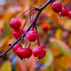 Profusion Crabapple Tree -Brighterblooms Shop Profussion Crabapple 6