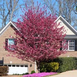 Profusion Crabapple Tree -Brighterblooms Shop Profussion Crabapple 6 BB