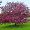 Profusion Crabapple Tree 1 Profusion Crabapple Tree -Brighterblooms Shop Profussion Crabapple BB 600x600 38aa35b6 d97d 4694 b621 194fae2d551a