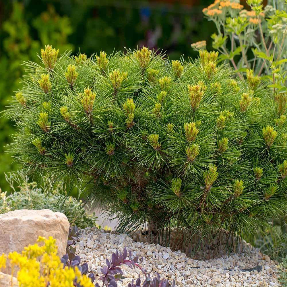 Dwarf Mugo Pine 4 Dwarf Mugo Pine - Image 2