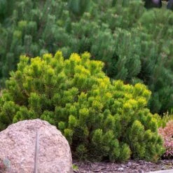 Dwarf Mugo Pine 9 Dwarf Mugo Pine -Brighterblooms Shop Pumilio Mugo Pine 4 BB