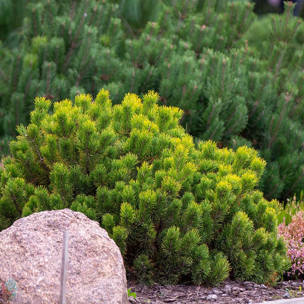 Dwarf Mugo Pine 5 Dwarf Mugo Pine - Image 3