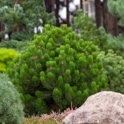 Dwarf Mugo Pine 10 Dwarf Mugo Pine -Brighterblooms Shop Pumilio Mugo Pine 6 BB
