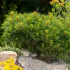 Dwarf Mugo Pine -Brighterblooms Shop Pumilio Mugo Pine BB 600x600 3b946a5b adb1 444f 9b43 398538a62153
