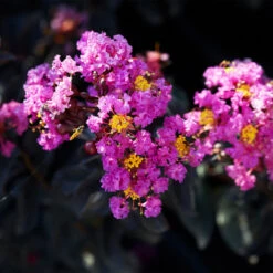 Black Diamond® Purely Purple™ Crape Myrtle Tree -Brighterblooms Shop Purely Purple 1