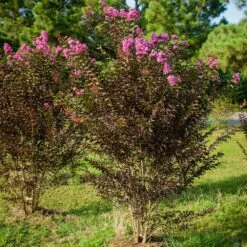 Black Diamond® Purely Purple™ Crape Myrtle Tree -Brighterblooms Shop Purely Purple 3