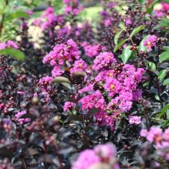 Black Diamond® Purely Purple™ Crape Myrtle Tree -Brighterblooms Shop Purely Purple 5 BB