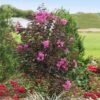 Black Diamond® Purely Purple™ Crape Myrtle Tree -Brighterblooms Shop Purely Purple 600x600 cb385172 80d8 4917 9e91 d29495d99319