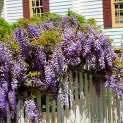 Purple Wisteria Vine -Brighterblooms Shop Purple Chinese Wisteria 2