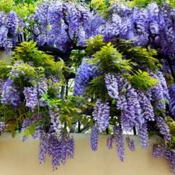 Purple Wisteria Vine -Brighterblooms Shop Purple Chinese Wisteria 3
