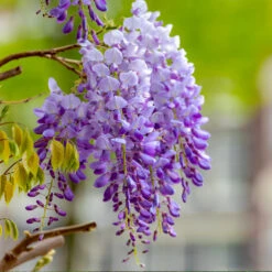 Purple Wisteria Vine -Brighterblooms Shop Purple Chinese Wisteria 4