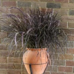 Purple Fountain Grass 11 Purple Fountain Grass -Brighterblooms Shop Purple Fountain Grass 1
