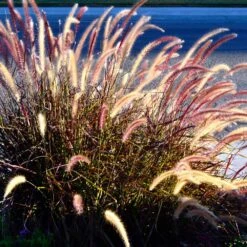 Purple Fountain Grass 12 Purple Fountain Grass -Brighterblooms Shop Purple Fountain Grass 2
